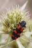 Trichodes leucopsideus