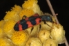Trichodes leucopsideus