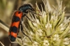 Trichodes leucopsideus