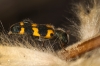 Trichodes leucopsideus