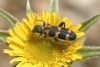 Trichodes leucopsideus