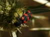 Trichodes leucopsideus