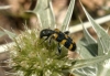 Trichodes leucopsideus