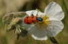 Trichodes octopunctatus