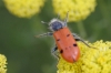Trichodes octopunctatus