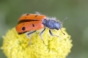 Trichodes octopunctatus