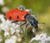 Trichodes octopunctatus