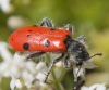 Trichodes octopunctatus