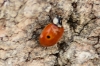 Adalia bipunctata