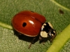 Adalia bipunctata