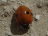 Adalia bipunctata