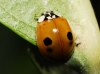 Adalia bipunctata