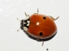 Adalia bipunctata