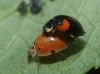 Adalia decempunctata