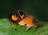 Adalia decempunctata