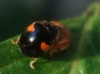 Adalia decempunctata