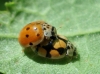 Adalia decempunctata