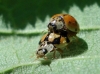 Adalia decempunctata