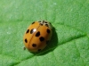 Adalia decempunctata