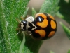 Adalia decempunctata