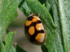 Adalia decempunctata