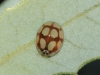 Adalia decempunctata