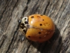 Adalia decempunctata