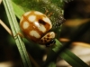 Adalia decempunctata