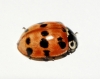 Adalia fasciatopunctata