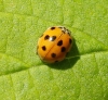 Adalia decempunctata