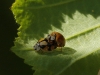 Adalia decempunctata