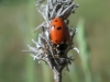 Adonia variegata