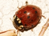 Anatis ocellata