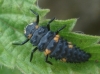 Coccinella septempunctata