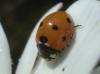 Coccinella septempunctata