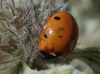 Coccinella septempunctata