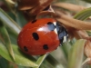 Coccinella septempunctata