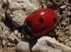 Coccinella septempunctata