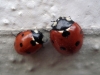 Coccinella septempunctata