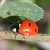 Coccinella septempunctata
