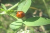 Coccinella septempunctata