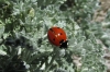 Coccinella septempunctata