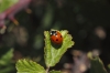 Coccinella septempunctata