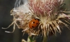 Coccinella septempunctata
