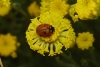 Coccinella septempunctata