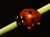 Coccinella septempunctata