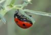Coccinella septempunctata