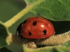 Coccinella septempunctata