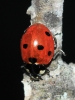 Coccinella septempunctata