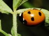 Coccinella septempunctata